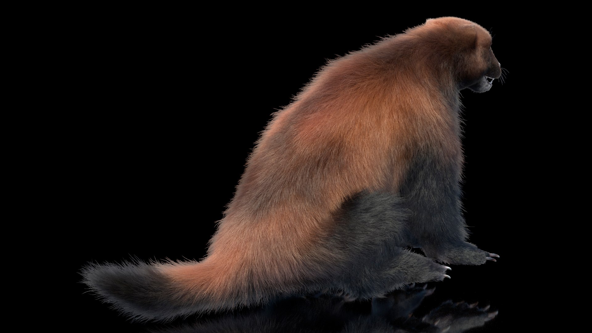 3D Wolverine Dark Color Sitting Pose Fur - TurboSquid 2157120