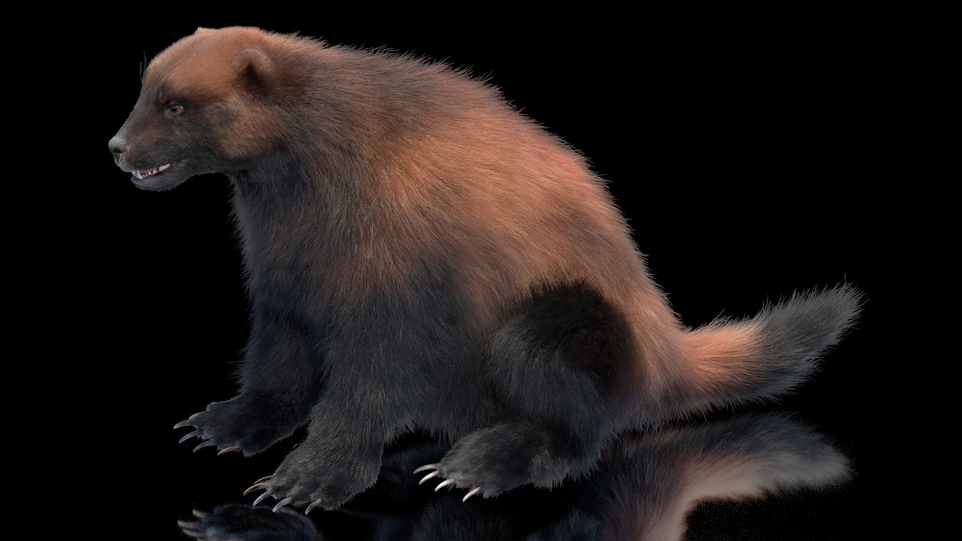 3D Wolverine Dark Color Sitting Pose Fur - TurboSquid 2157120
