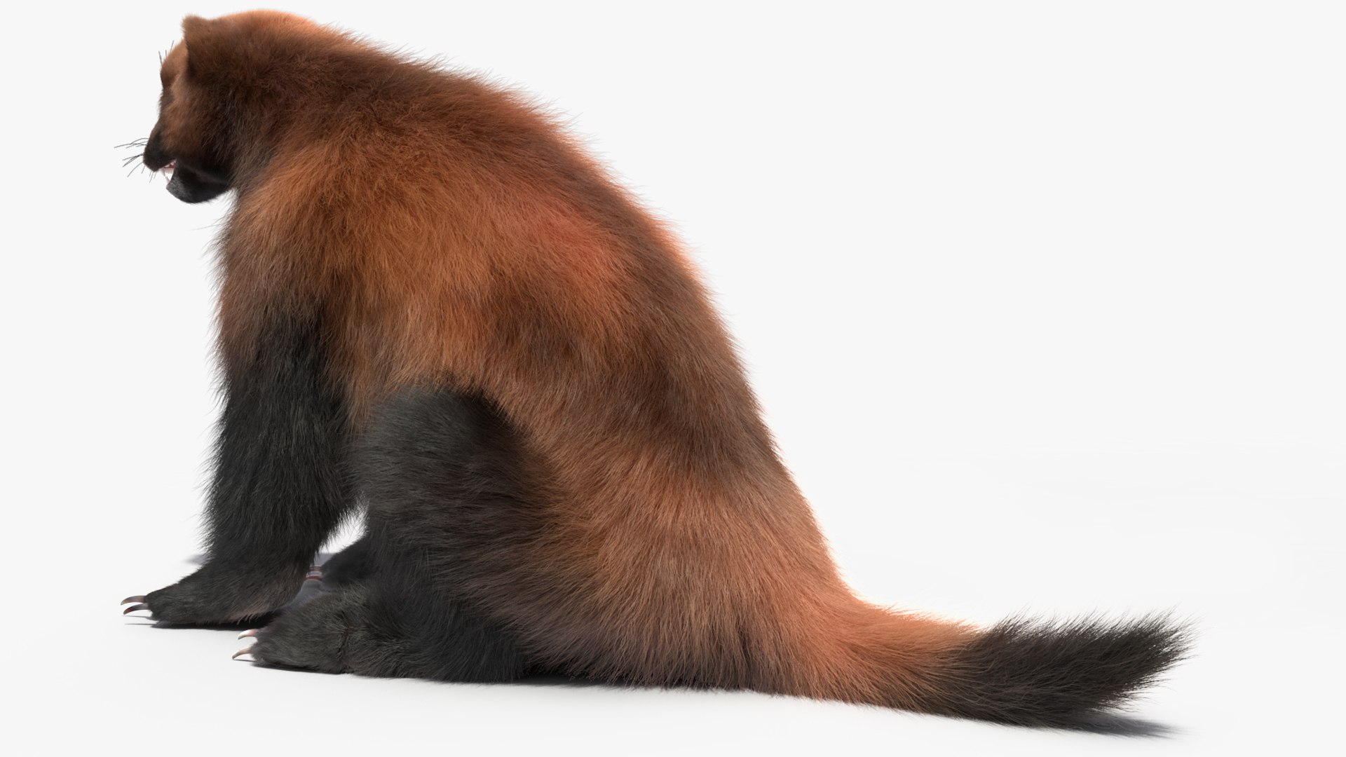 3D Wolverine Dark Color Sitting Pose Fur - TurboSquid 2157120