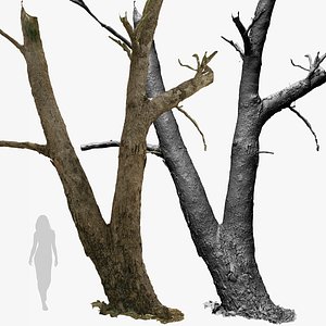 Burnt Tree Trunk 1x16k 3x20k Textures Raw 3D scan model