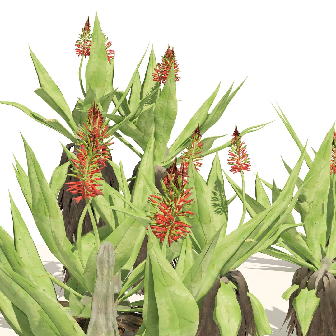 Aloe Vera flowers model https://p.turbosquid.com/ts-thumb/tA/TfsOjW/TZ/02pp/jpg/1669237038/1920x1080/fit_q87/ae12ad479a93e22b846b57614f8a424801e2f6fb/02pp.jpg
