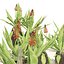 Aloe Vera flowers