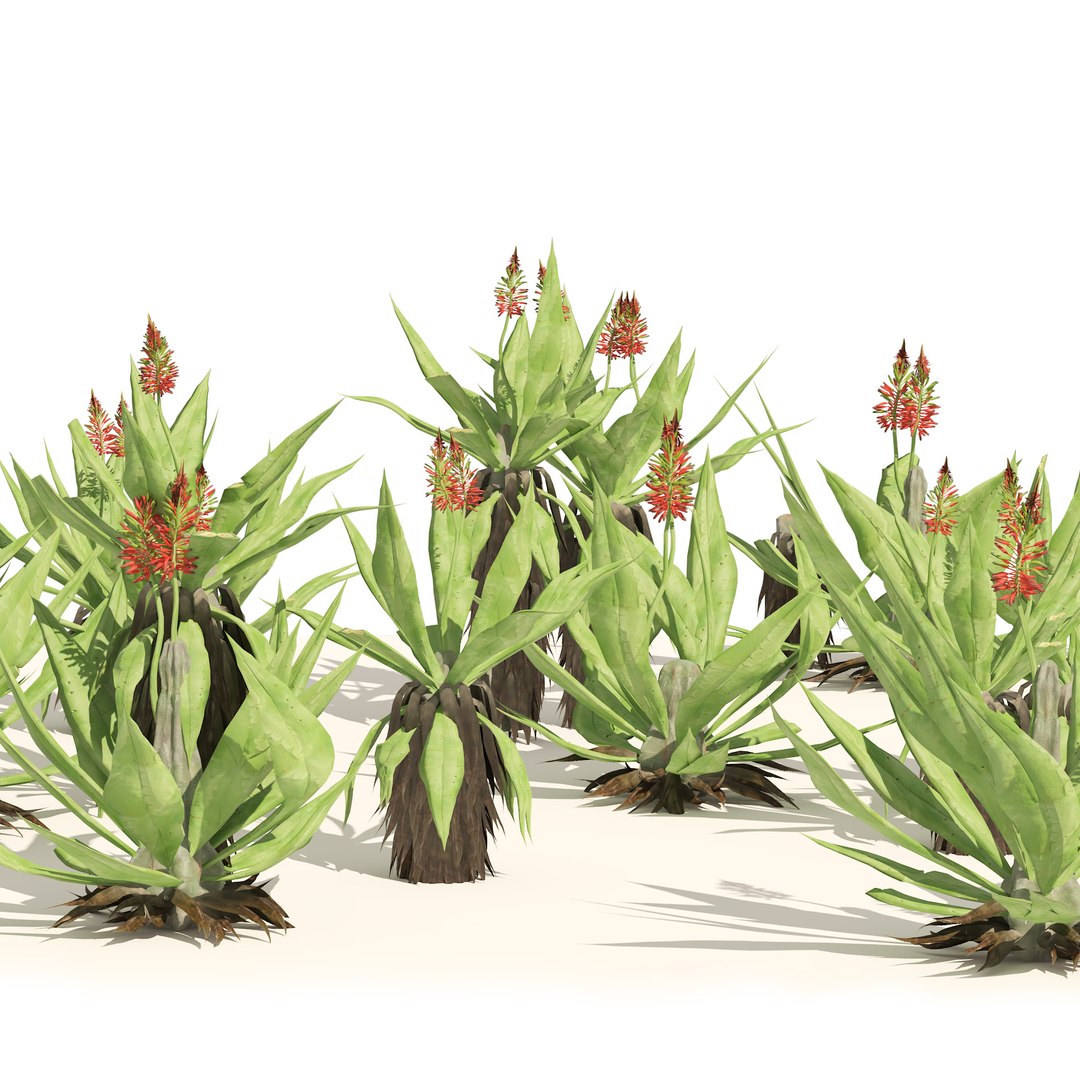 Aloe Vera flowers model https://p.turbosquid.com/ts-thumb/tA/TfsOjW/jm/01pp/jpg/1669237036/1920x1080/fit_q87/bf3b8603a91a7401cc9423c886d0eeb0b53d2c3d/01pp.jpg