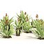 Aloe Vera flowers