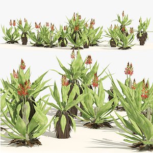 Aloe Vera flowers model