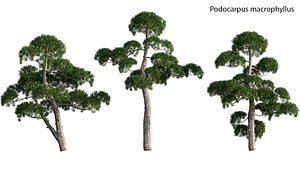 Podocarpus macrophyllus - yew plum pine 02 3D model