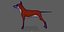 Dhole aparejado (perro salvaje)