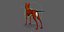 Dhole aparejado (perro salvaje)