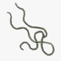 Ebola Virus 2
