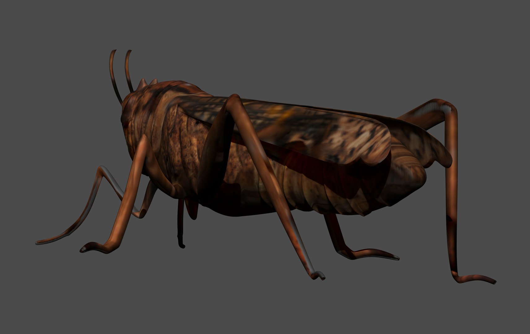 3D Locust - TurboSquid 1683183