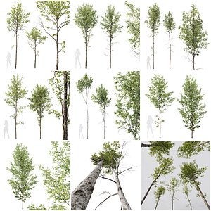 3D 6 Different SETS of Tree SET VOL10 model