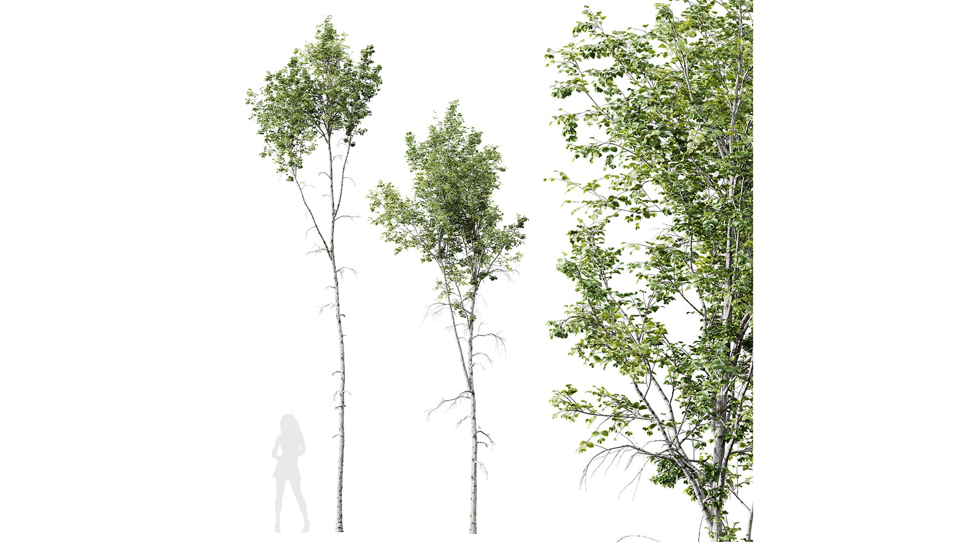3D 6 Different SETS of Tree SET VOL10 model - TurboSquid 2132492