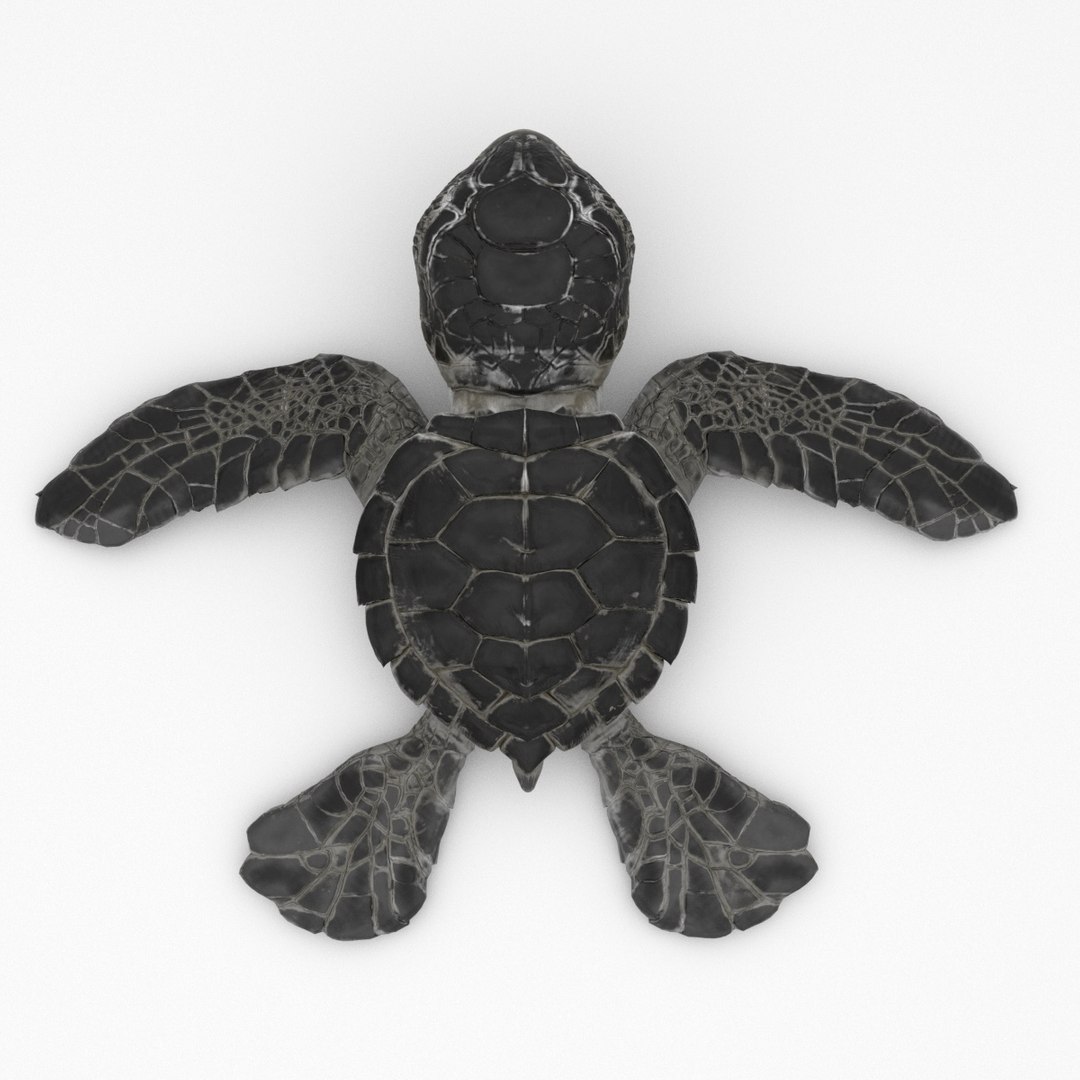 Turtle 3D Model - TurboSquid 2184435