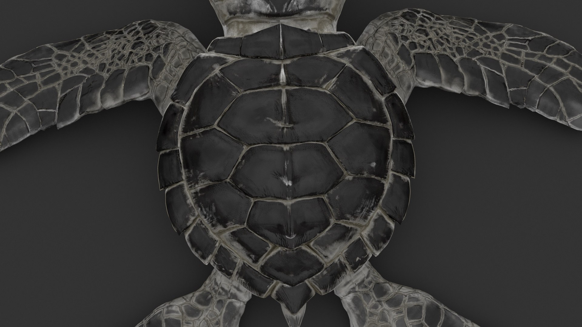 Turtle 3D Model - TurboSquid 2184435