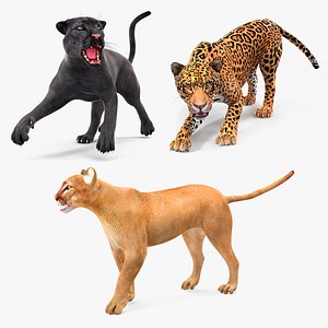 Rigged Big Cats Collection