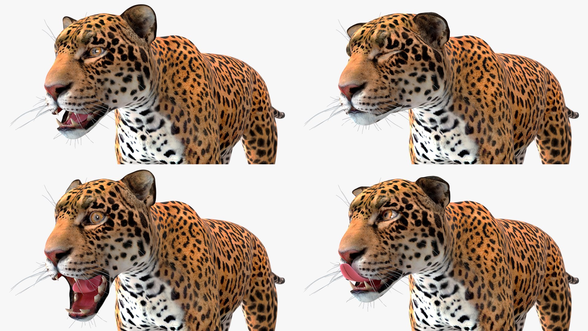 3D Rigged Big Cats Collection https://p.turbosquid.com/ts-thumb/tB/fkSax2/Pg/rigged_big_cats_collection_013/jpg/1730824946/1920x1080/fit_q87/4ddd18c9915fcbf96905fb79979e5ba38fab40a6/rigged_big_cats_collection_013.jpg