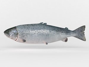 salmon fish 3D