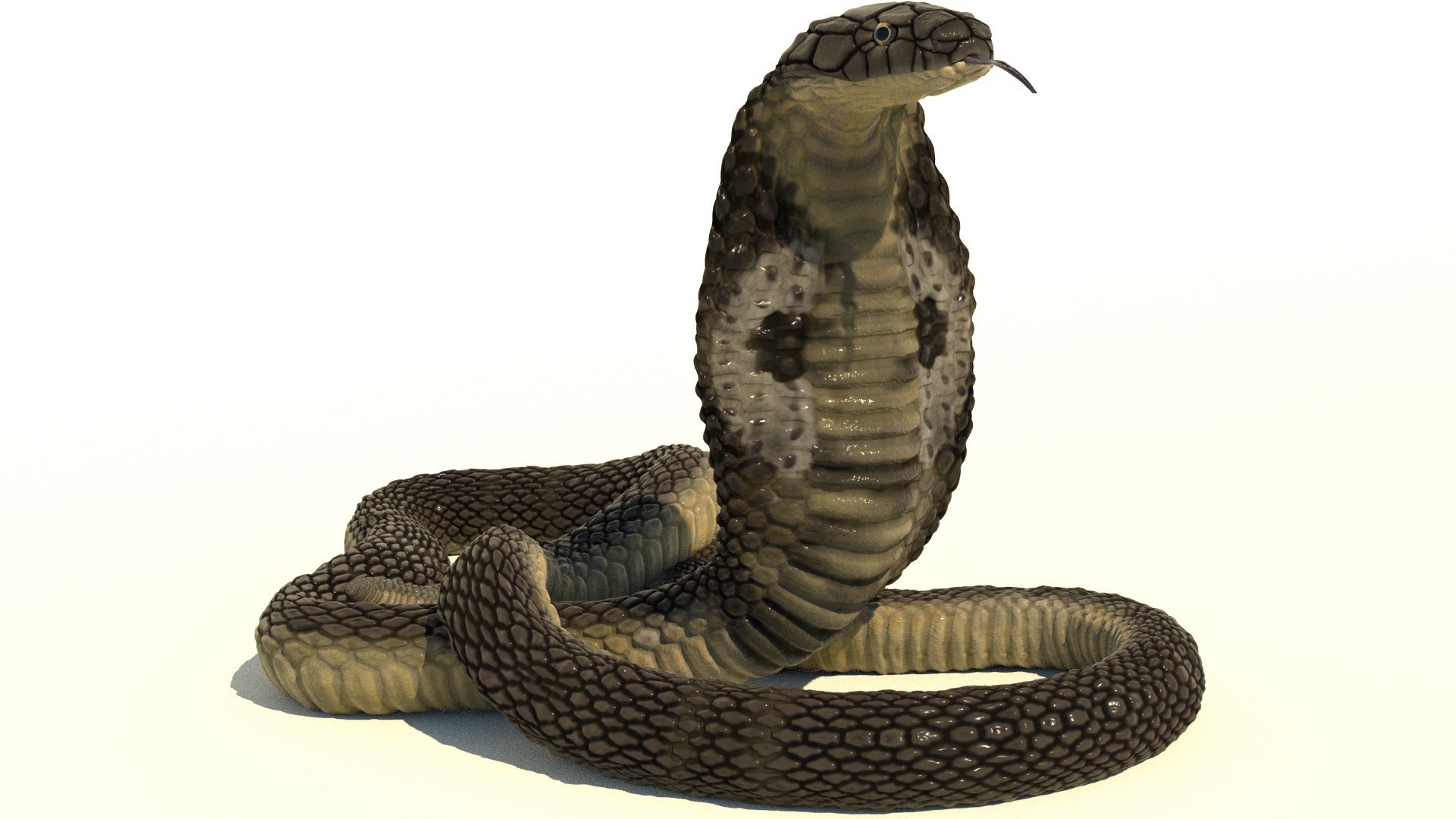 3D model Indian Cobra Naja Naja VR / AR / low-poly