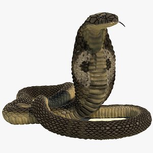rigged indian cobra snake 3D