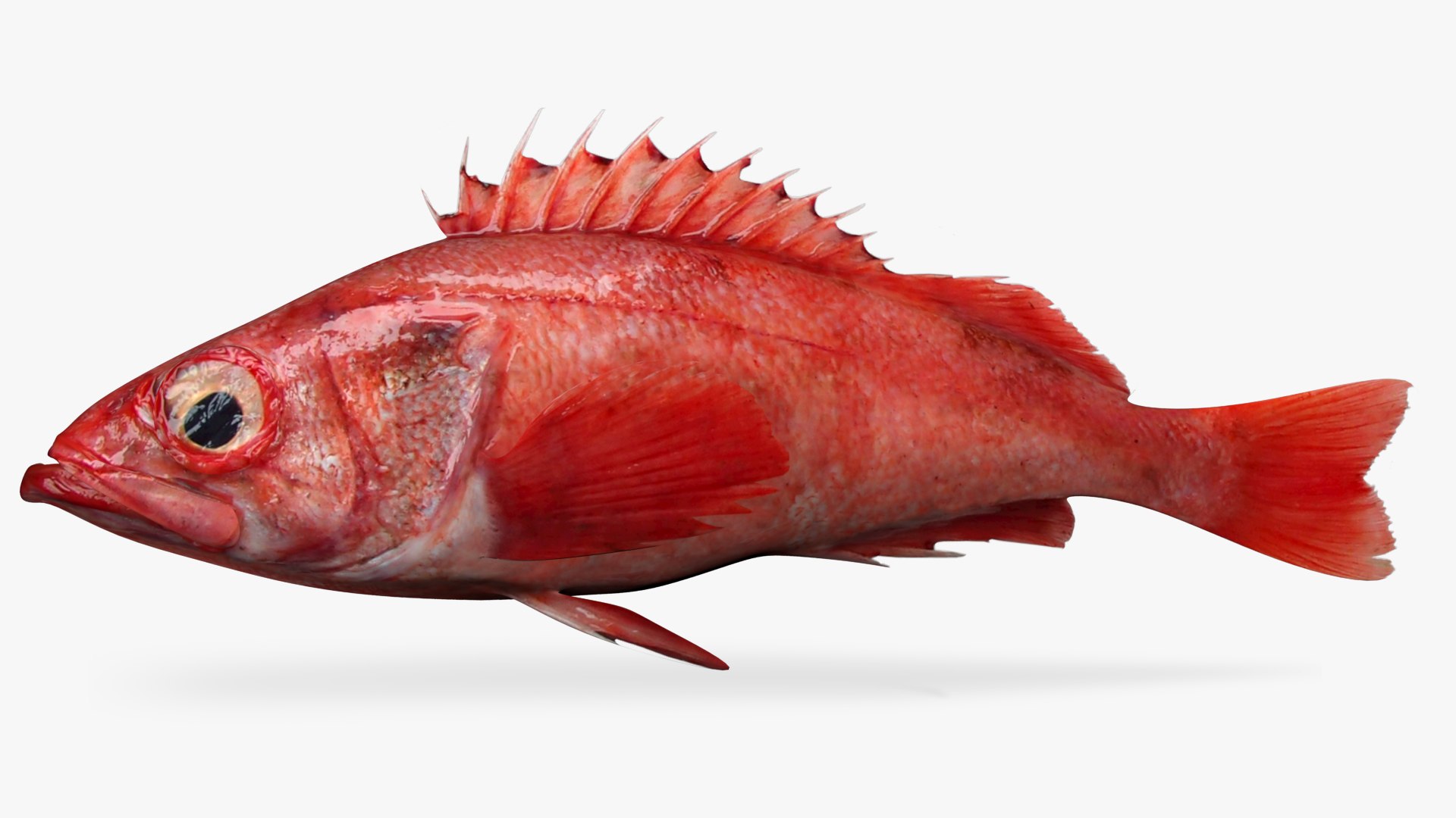 3D Pacific Ocean Perch Model TurboSquid 1670467   1 