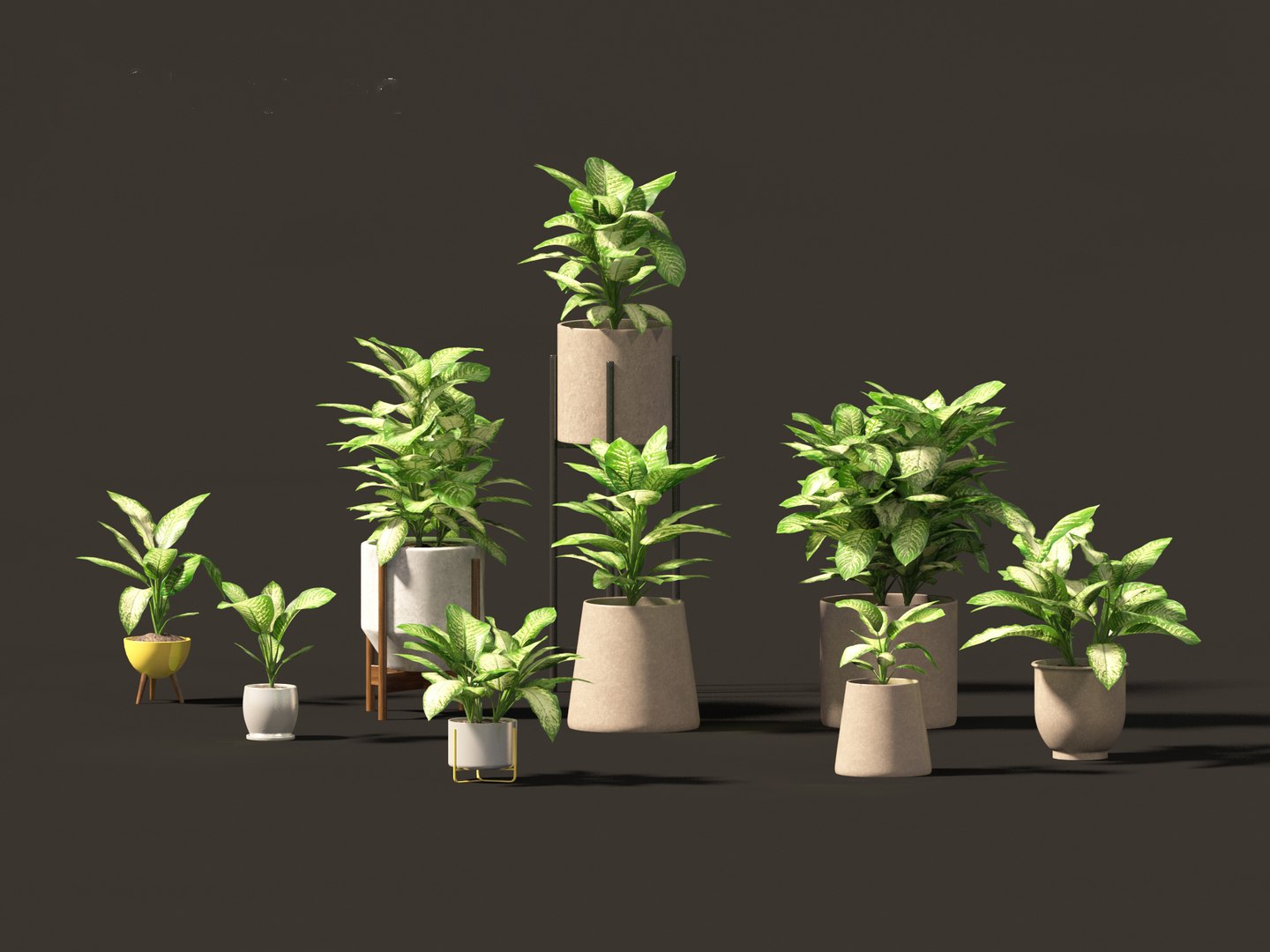 Dieffenbachia seguine - Dumb Cane 02 3D https://p.turbosquid.com/ts-thumb/tB/w4eoJ5/Jn/dieffenbachiaseguine025/jpg/1696945198/1920x1080/fit_q87/d88e94ca417120536b285fa648624baccb1f2267/dieffenbachiaseguine025.jpg