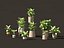 Dieffenbachia seguine - Canne Dumb 02