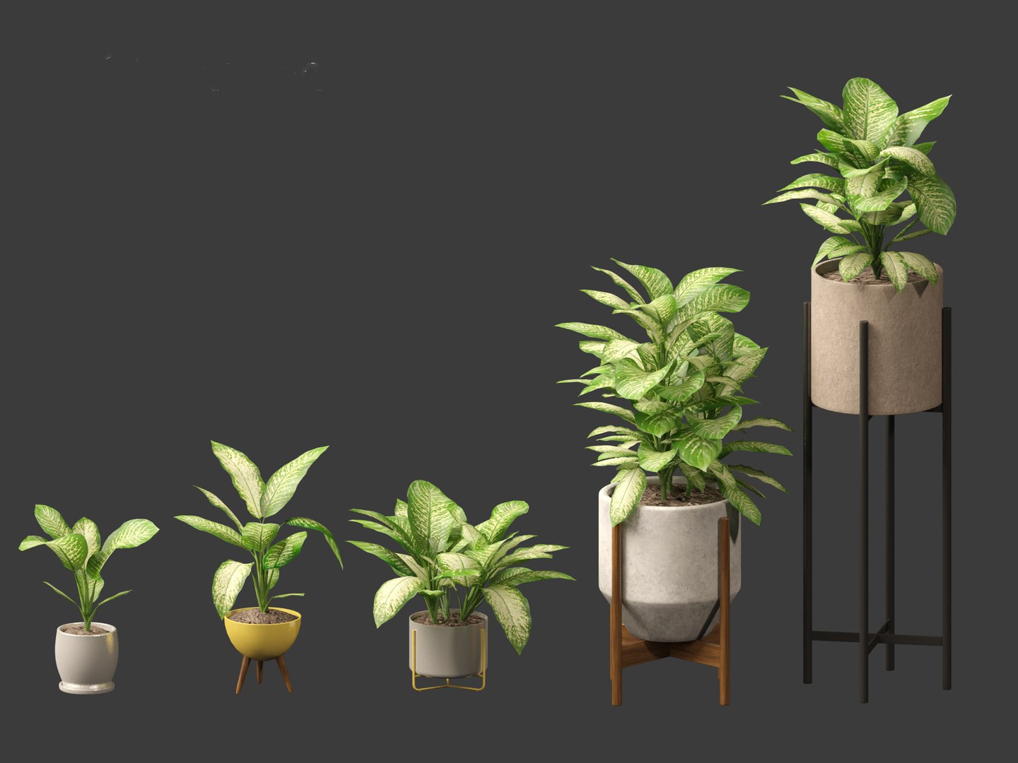 Dieffenbachia seguine - Dumb Cane 02 3D https://p.turbosquid.com/ts-thumb/tB/w4eoJ5/Pu/dieffenbachiaseguine023/jpg/1696945192/1920x1080/fit_q87/593fb1faa124a4cedffc077c555861314c198948/dieffenbachiaseguine023.jpg