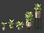 Dieffenbachia seguine - Canne Dumb 02