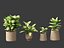 Dieffenbachia seguine - Canne Dumb 02