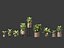 Dieffenbachia seguine - Canne Dumb 02