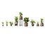 Dieffenbachia seguine - Canne Dumb 02
