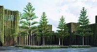 Norfolk island pine