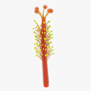 3D Monadelphous Stamens