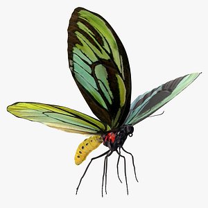 3D queen alexandras birdwing butterfly model