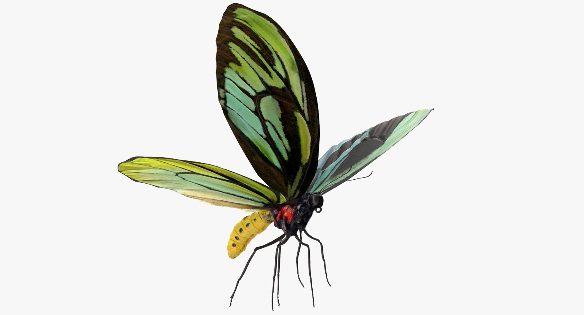 Queen Alexandras Birdwing Butterfly Rigged with Fur 3D Model 3D model preview