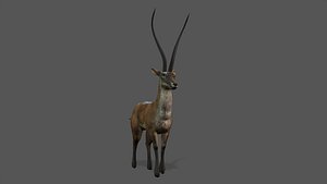 3D Antelope-01 model