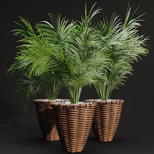 3D Indoor Plants Collection vol 202-Blender-3dmodel