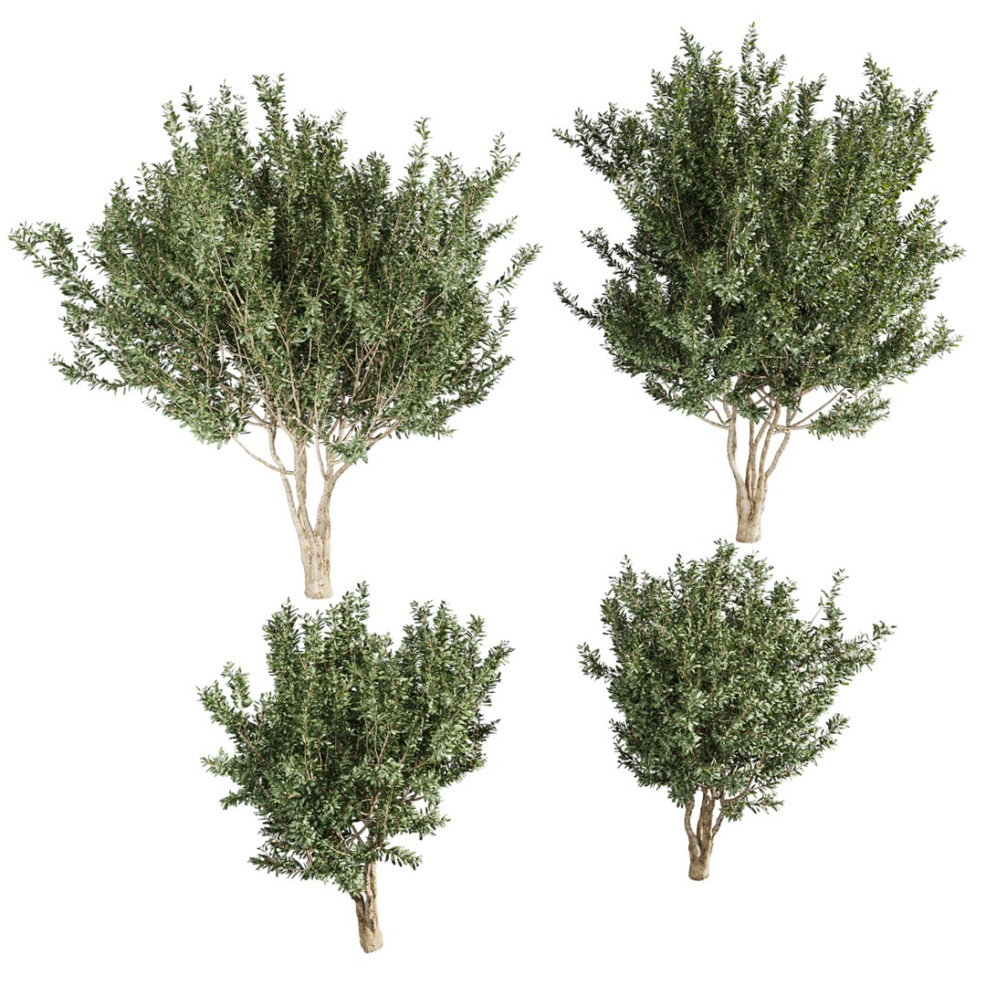 3D plant vol 880 - Eucalyptus - Lehmannii - tree model https://p.turbosquid.com/ts-thumb/tD/O1FYZX/Y1/2/jpg/1771961723/1920x1080/fit_q87/bdd0e5ba8f993b326f815a7b7501e1dc415cba1c/2.jpg