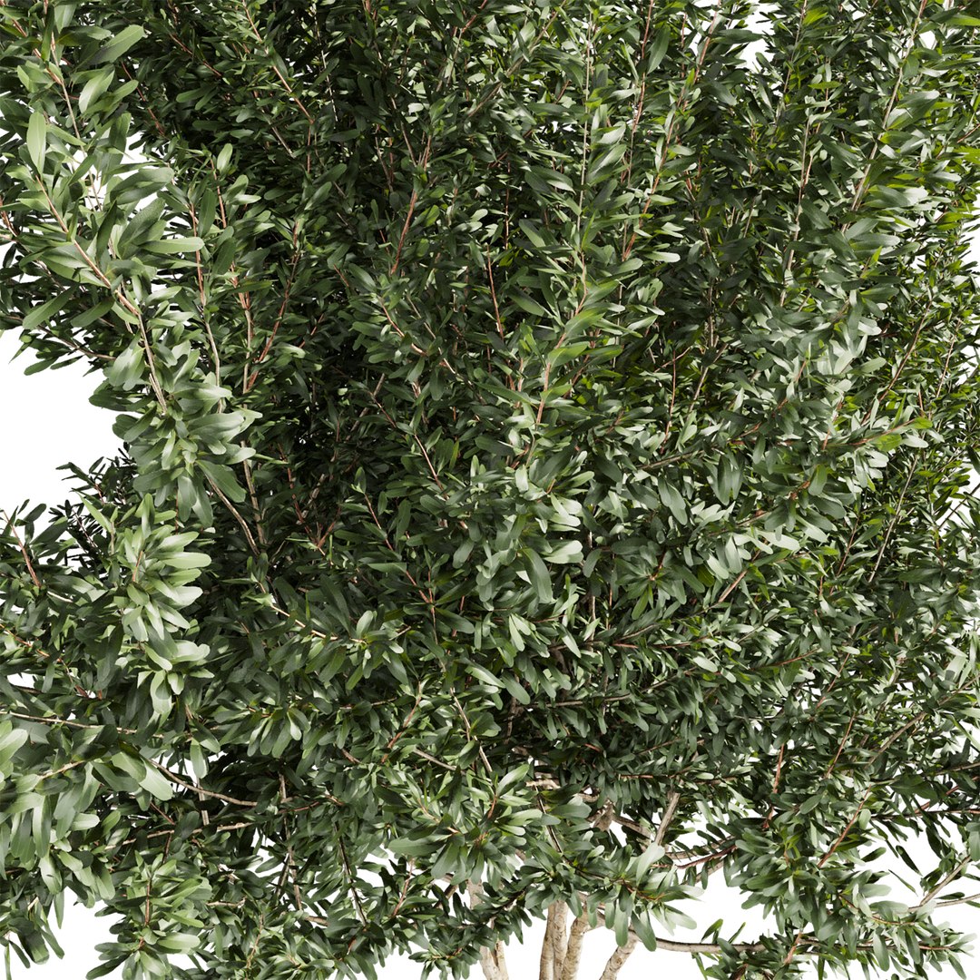 3D plant vol 880 - Eucalyptus - Lehmannii - tree model https://p.turbosquid.com/ts-thumb/tD/O1FYZX/m3/3/jpg/1771961725/1920x1080/fit_q87/9a80f88445b49edb09f87237891b8cb086ec2174/3.jpg