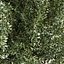 planta vol 880 - Eucalipto - Lehmannii - árbol