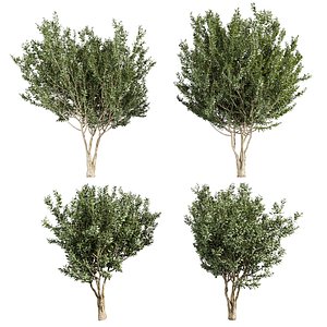 3D plant vol 880 - Eucalyptus - Lehmannii - tree model