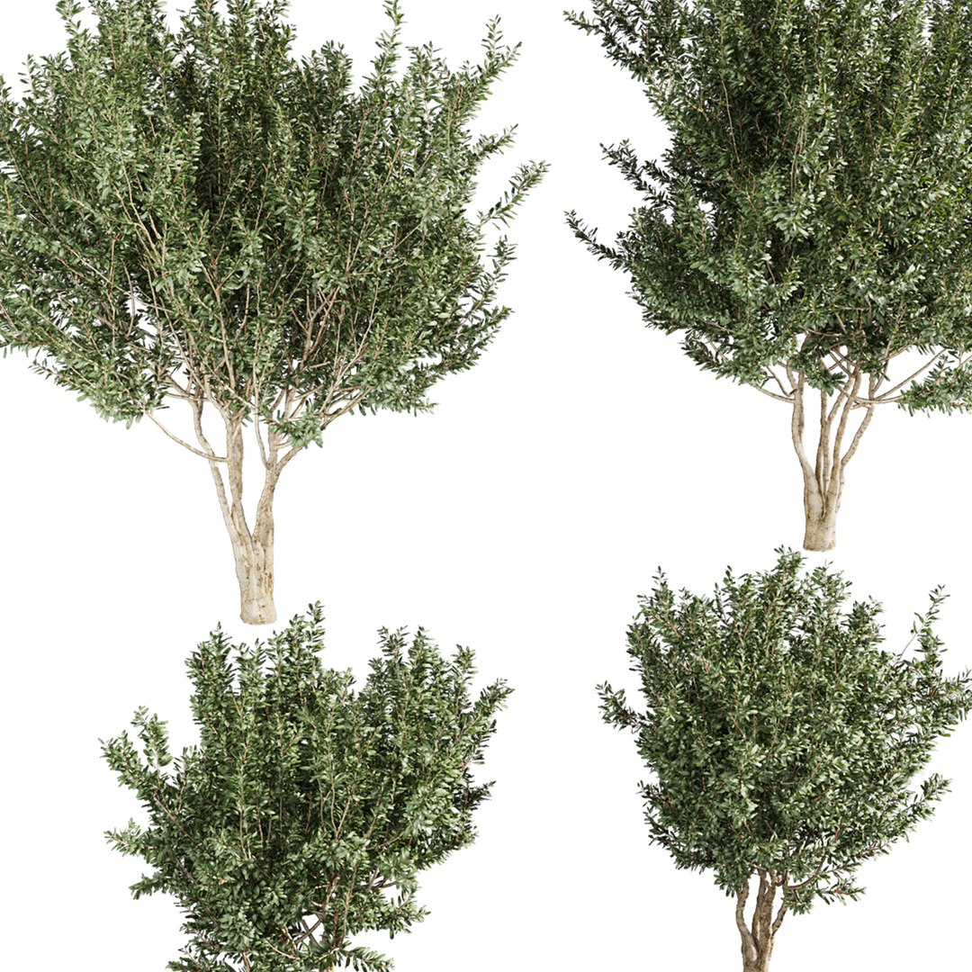 3D plant vol 880 - Eucalyptus - Lehmannii - tree model https://p.turbosquid.com/ts-thumb/tD/O1FYZX/zF/4/jpg/1771961726/1920x1080/fit_q87/e843089354215589eeccc916d17f7fc5c4c2b48d/4.jpg