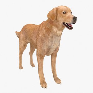 Dog Golden retriever RIGGED 3D