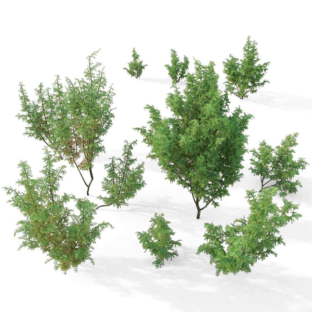 Juniper Juniperus 3D Model - TurboSquid 1673389