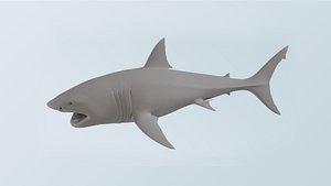 white shark 3D model