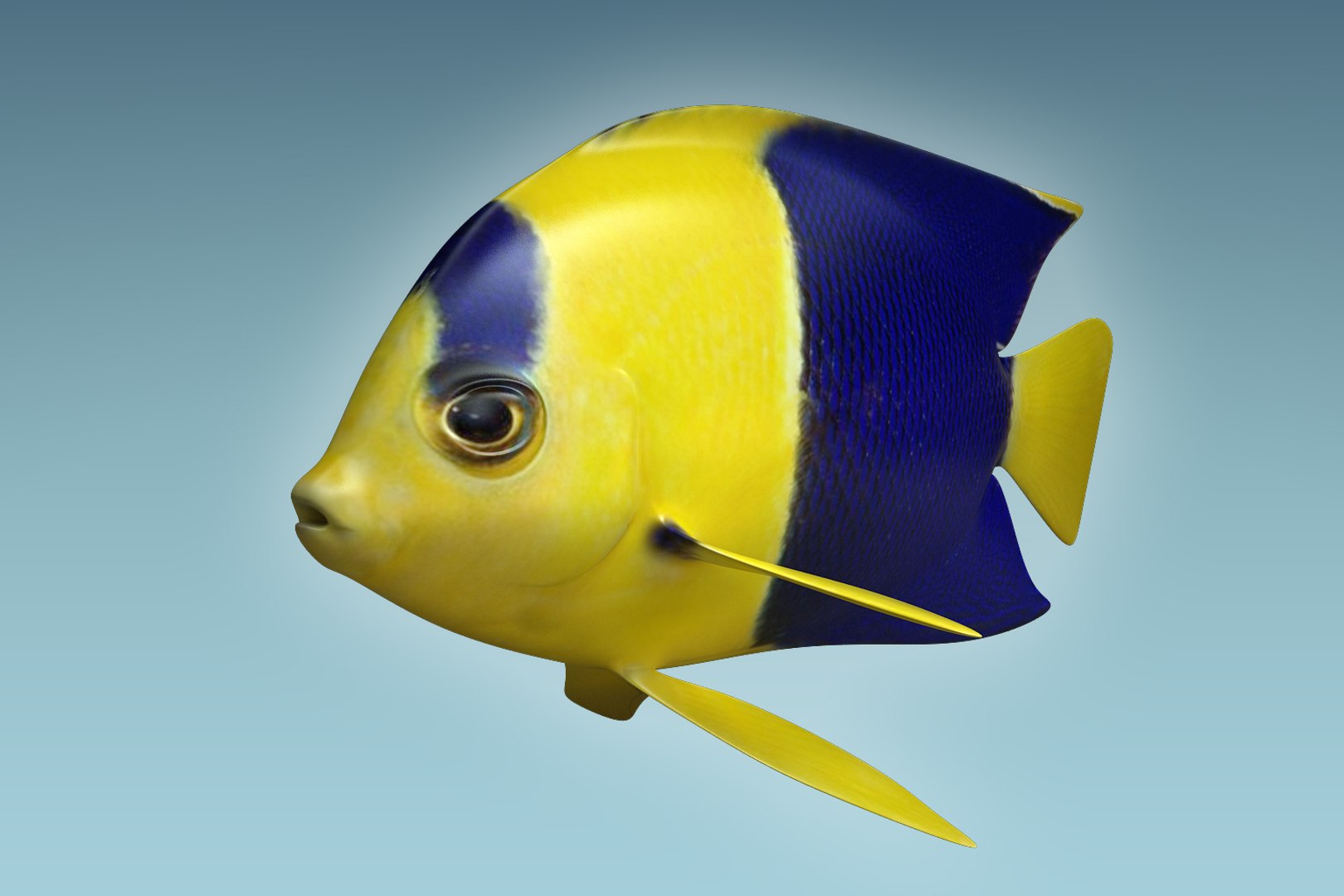 3D Anglefish 6 Fish - TurboSquid 1203297