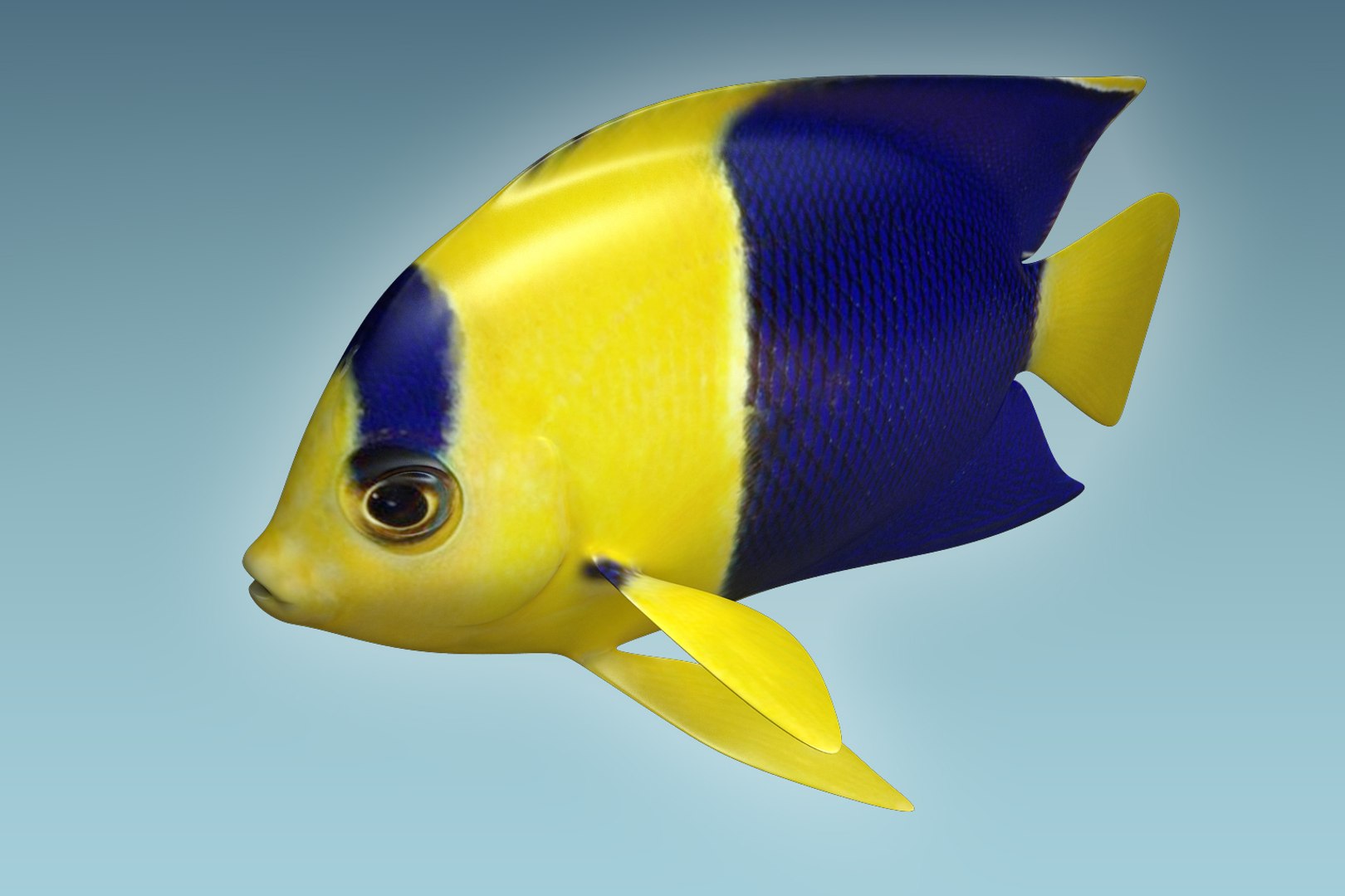 3D Anglefish 6 Fish - TurboSquid 1203297