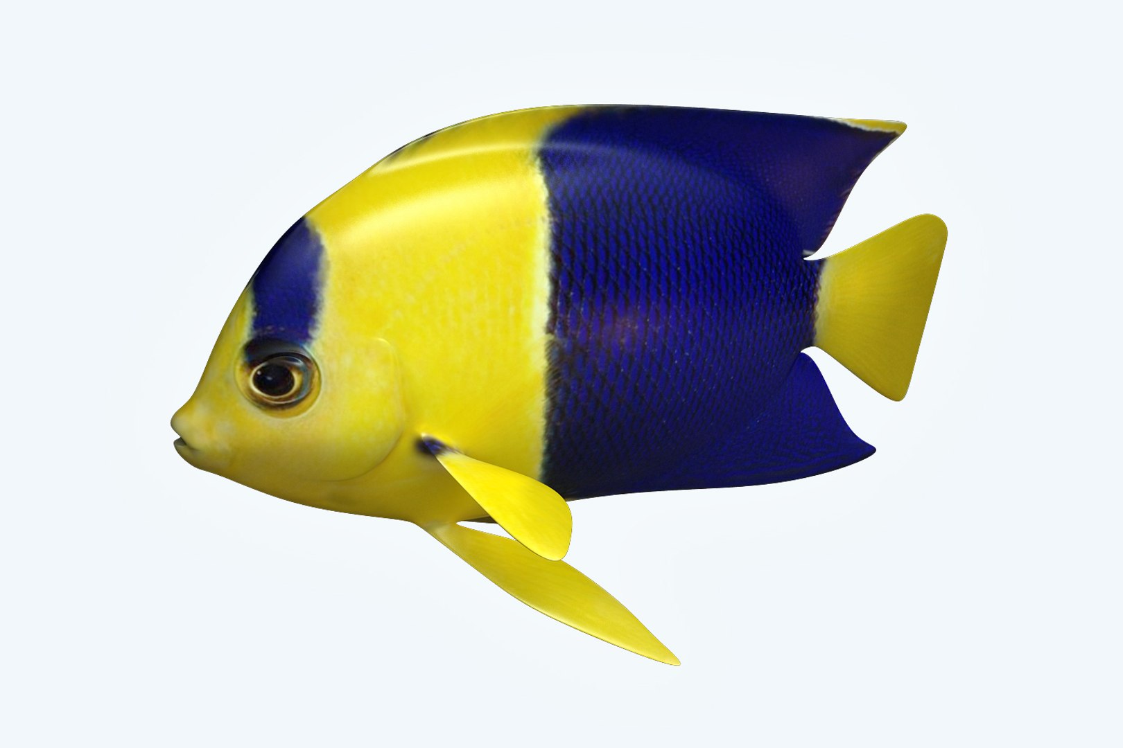3D Anglefish 6 Fish - TurboSquid 1203297
