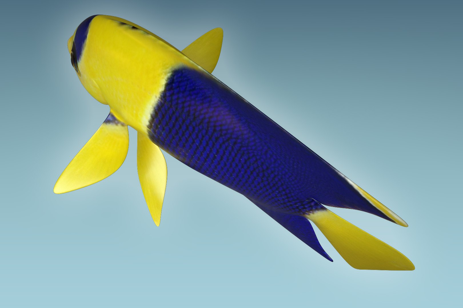 3D Anglefish 6 Fish - TurboSquid 1203297