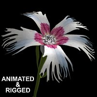 Dianthus Anatolicus